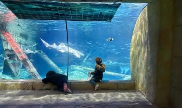Gardaland Sea Life, l'acquario amico dell'autismo